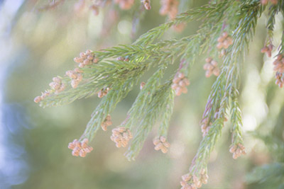 花粉症